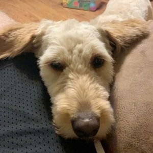 Meet your Posher, Janet